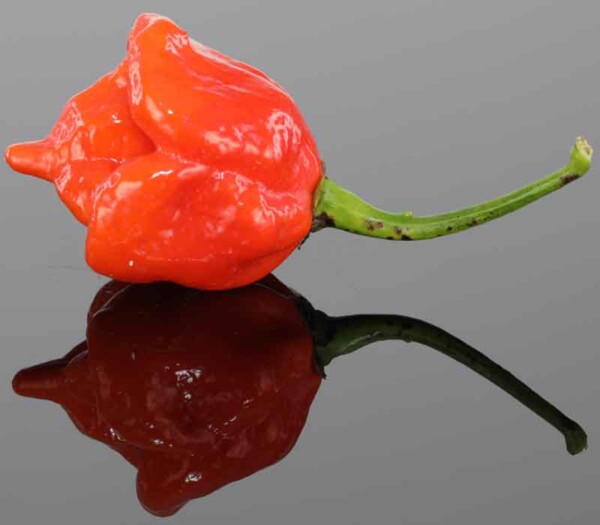 Red Trinidad Scorpion Butch T​ Pepper Seeds