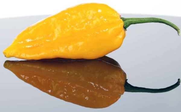 Yellow Fatalii​ Hot Pepper Seeds