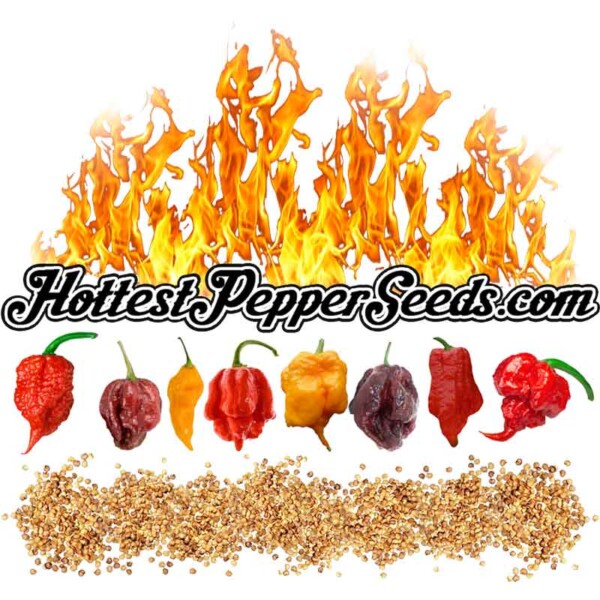 Superb 120+ Seed Pack with 10 Varieties Hottest Pepper Seed Collection